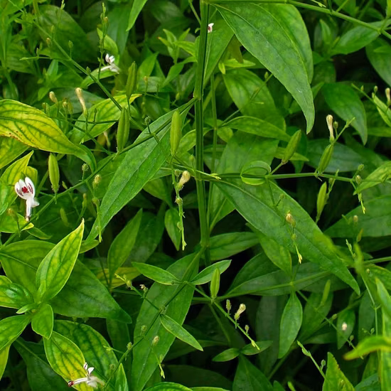 Factory Direct Supply Andrographolide 10%-98% Free Sample Antibiotic Pharmaceutical Antidiabetic Treatment of Colds Andrographis Paniculata Extract